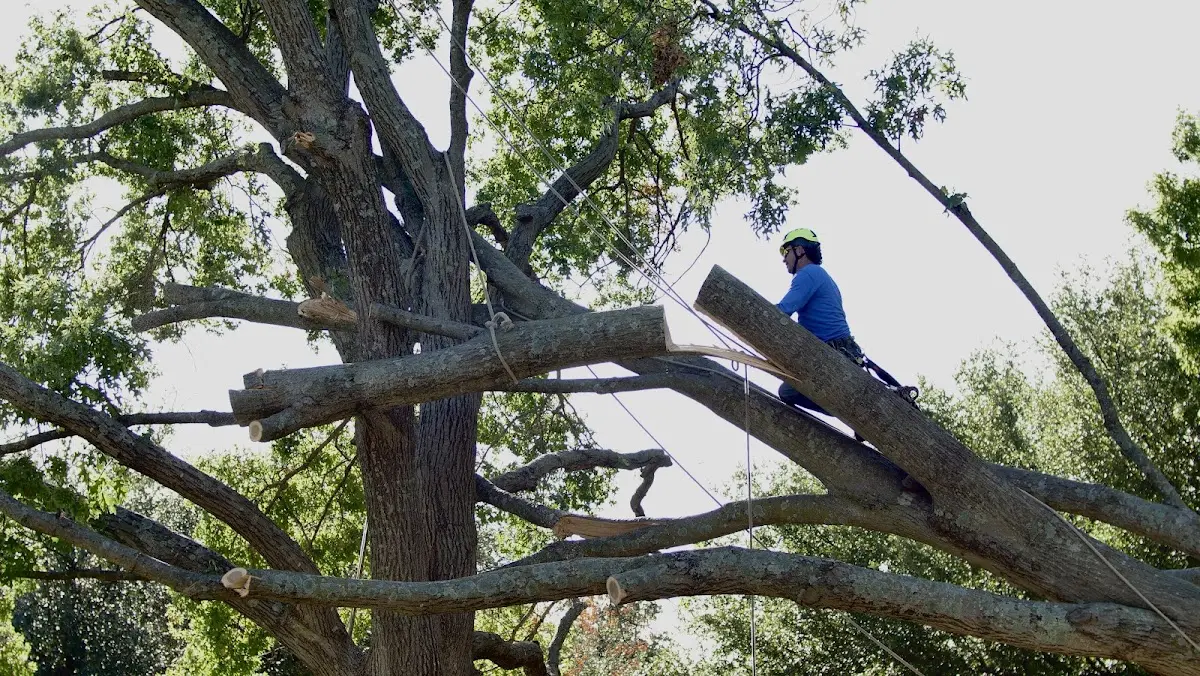 Professional Crown Thinning performed by certified arborists in Potrero