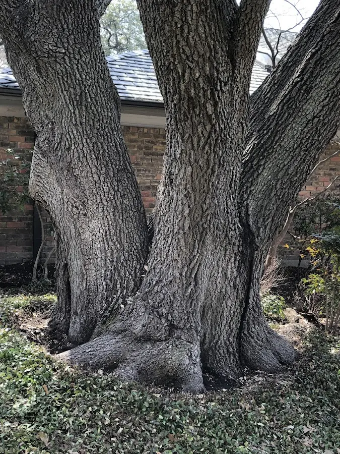 Mature heritage tree close to a Potrero property cared for by certified arborists